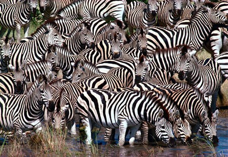 zebra selection zebras heards stabilizing